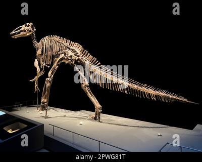 Das lebensgroße Skelett des edmontosaurus im Museum Stockfoto