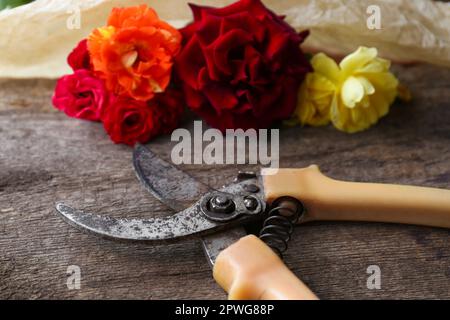 Alte Gartenschere und wunderschöne Rosen auf Holzfläche, Nahaufnahme Stockfoto