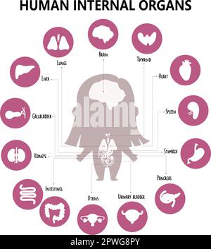 Anatomie des menschlichen Körpers. Infografik mit Mädchen und visueller Struktur, inneren weiblichen Organen, Ikonen, Namen und Orten. Vektordarstellung. Medizinisches Poster Stock Vektor