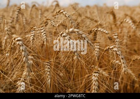 Reife Weizenstacheln auf dem Ackerfeld, Nahaufnahme Stockfoto