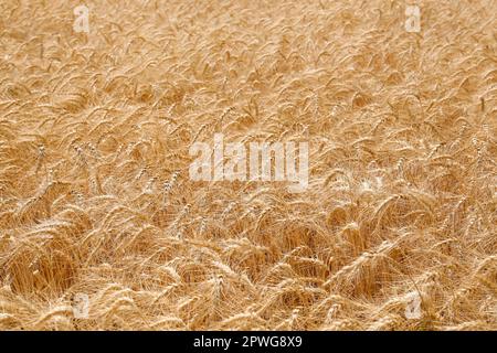 Wunderschöner Blick auf das landwirtschaftliche Feld mit reifen Weizenspitzen Stockfoto