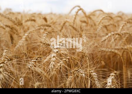 Reife Weizenstacheln auf dem Ackerfeld, Nahaufnahme Stockfoto