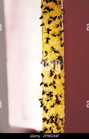 Klebriges Insektenband mit toten Fliegen auf verschwommenem Hintergrund, Nahaufnahme Stockfoto