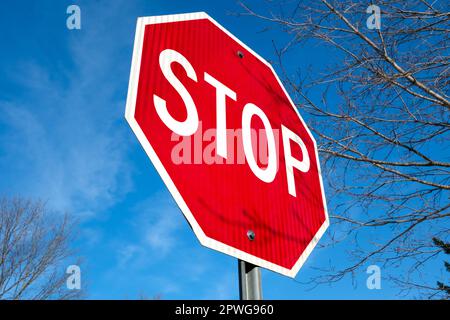 Ein hellrotes Stoppschild ist aus einem niedrigen Winkel zu einem dynamischen blauen Himmel mit Birkenzweigen um ihn herum zu sehen. Stockfoto