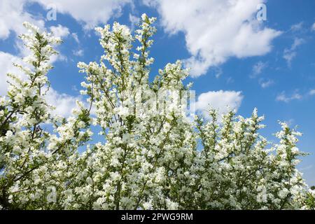Weiß, Blüten, Zweige, Exochorda serratifolia „Schneewittchen“, Blüten, Blumensträuße, Frühlingszeit, Garten Stockfoto