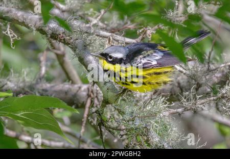 Magnolia Warbler (Setophaga Magnolia), der während der Frühjahrswanderung in mit Flechten bedeckten Baumzweigen in Galveston, Texas, USA, umherstreift. Stockfoto