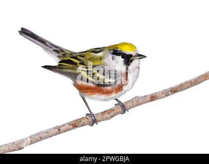 Kastanienpfeifer (Setophaga pensylvanica) männlich isoliert auf weißem Hintergrund. Stockfoto