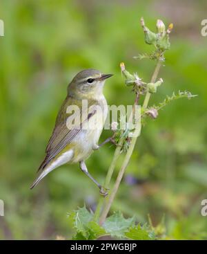 Tennessee Warbler (Leiothlypis peregrina) während der Frühjahrswanderung in Galveston, Texas, USA. Stockfoto