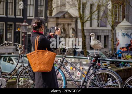 26. April 2023, Amsterdam, Niederlande, junge Möwe posiert auf Fotosession für Touristen Stockfoto