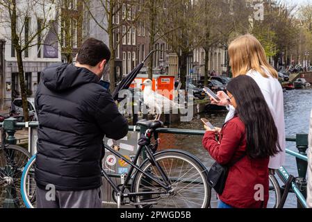 26. April 2023, Amsterdam, Niederlande, junge Möwe posiert auf Fotosession für Touristen Stockfoto