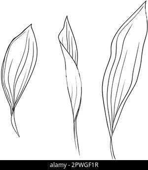 Sammlung von Lilien der Talblume und Blätter Zeichnung. Für Muster, Logo, Vorlage, Banner, Poster, Einladung und Begrüßung Stock Vektor