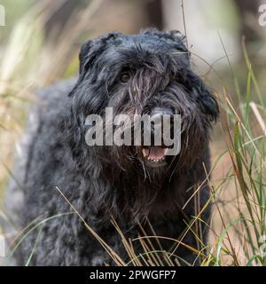 Bouvier des Flandres Stockfoto