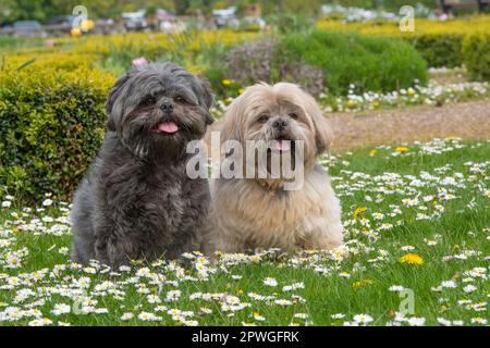 Zwei Shih Tzu sitzen im Garten Stockfoto