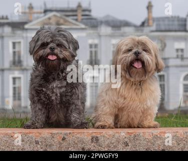 Zwei Shih-Tzu-Hunde vor dem Landhaus Stockfoto