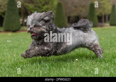 Shih Tzu, der Hund rennt Stockfoto