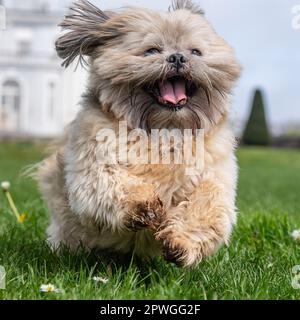 Shih Tzu-Hund läuft auf die Kamera zu Stockfoto