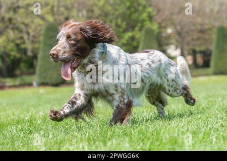 Sprocker Spaniel läuft im Garten Stockfoto