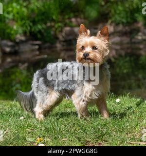 Yorkshire-terrier Stockfoto