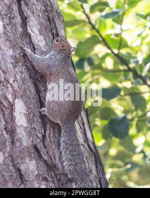 Graues Eichhörnchen auf einem Baumstamm Stockfoto