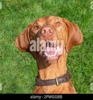 Ungarischer Vizsla-Hund, der in die Kamera lacht Stockfoto