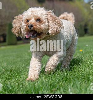 Cavapoo läuft in Richtung Kamera Stockfoto