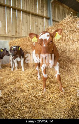 Milchkälber bei einem baarn Stockfoto