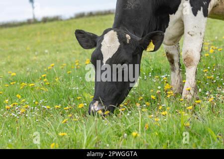 Milchkuh, die Gras in einem Kräuterley isst Stockfoto