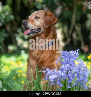 Golden retriever Stockfoto