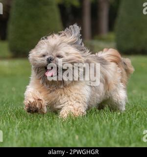 Shih Tzu läuft auf die Kamera zu Stockfoto