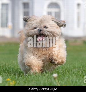 Shih Tzu läuft auf die Kamera zu Stockfoto