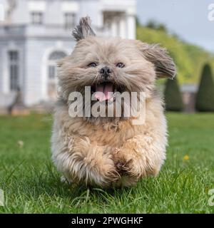 shih Tzu läuft auf die Kamera zu Stockfoto