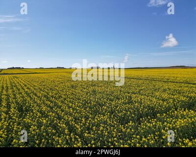 Foto mit einer Drohne über einem gelben Raps im Sonnenschein mit blauem Himmel. April 2023, Dänemark. Stockfoto