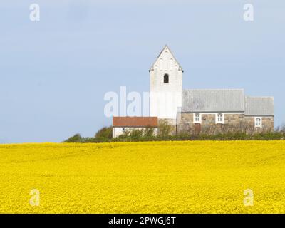 Ein gelbes Rappelfeld im Sonnenschein mit blauem Himmel und einem Kirchen im Hintergrund. April 2023, Dänemark. Stockfoto