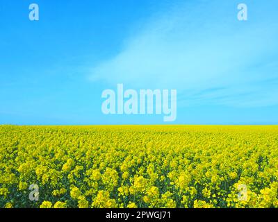 Ein gelbes Raps Feld in der Sonne mit blauem Himmel. April 2023, Dänemark. Stockfoto