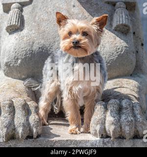 yorkshire Terrier saß auf der Statue Stockfoto