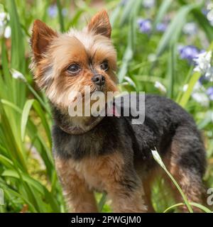 Yorkshire-terrier Stockfoto