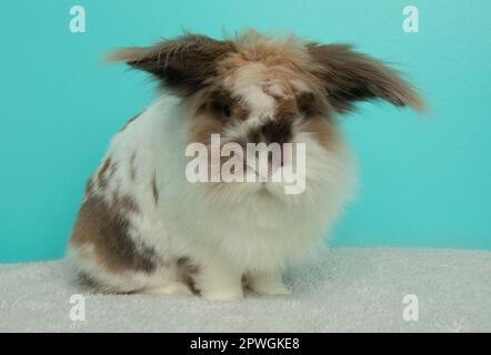 Bezauberndes, braun-weißes, flauschiges, lionköpfiges Kaninchen-Porträt Stockfoto