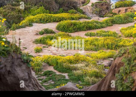 Wildblumen wachsen im Sunset Cliffs Natural Park in San Diego, Kalifornien. Fotografiert an einem Frühlingsnachmittag. Stockfoto