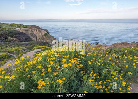 Wildblumen wachsen im Sunset Cliffs Natural Park in San Diego, Kalifornien. Fotografiert an einem Frühlingsnachmittag. Stockfoto