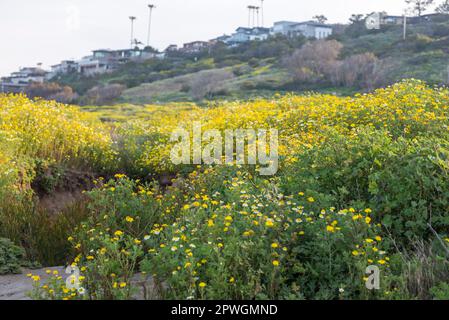 Wildblumen wachsen im Sunset Cliffs Natural Park in San Diego, Kalifornien. Fotografiert an einem Frühlingsnachmittag. Stockfoto