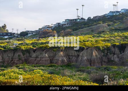 Wildblumen wachsen im Sunset Cliffs Natural Park in San Diego, Kalifornien. Fotografiert an einem Frühlingsnachmittag. Stockfoto