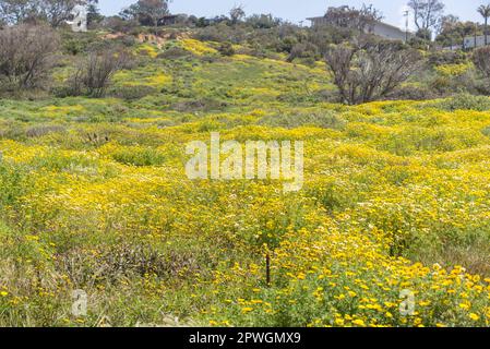 Wildblumen wachsen im Sunset Cliffs Natural Park in San Diego, Kalifornien. Fotografiert an einem Frühlingsnachmittag. Stockfoto