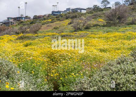 Wildblumen wachsen im Sunset Cliffs Natural Park in San Diego, Kalifornien. Fotografiert an einem Frühlingsnachmittag. Stockfoto