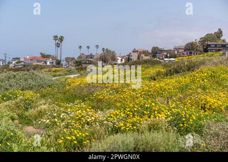 Wildblumen wachsen im Sunset Cliffs Natural Park in San Diego, Kalifornien. Fotografiert an einem Frühlingsnachmittag. Stockfoto