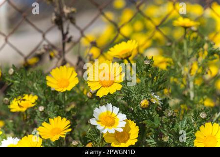 Wildblumen wachsen im Sunset Cliffs Natural Park in San Diego, Kalifornien. Fotografiert an einem Frühlingsnachmittag. Stockfoto