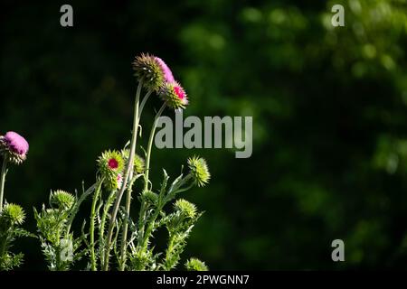 Pinkfarbene Distel und weicher grüner Hintergrund von der Seite. Stockfoto