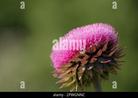 Pinkfarbene Distel und weicher grüner Hintergrund von der Seite. Stockfoto