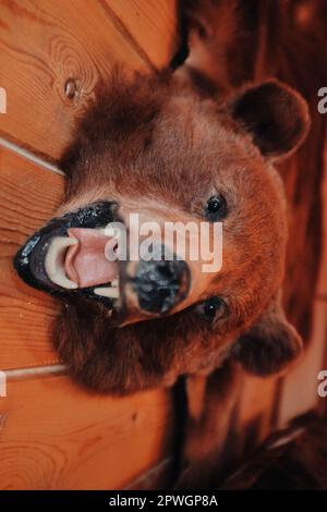 Tierprparation, Trophe mit braunem Brenfell an der Wand einer Holzhtte  Stockfotografie - Alamy