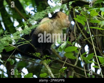 Mittelamerikanischer weißer Kapuziner (Cebus-Imitator), Carara-Nationalpark, Costa Rica Stockfoto