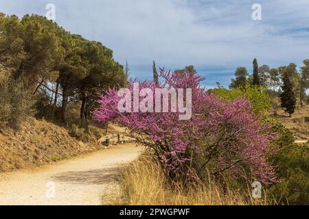Landschaft mit Cercis Siliquastrum, allgemein bekannt als Judas-Baum in der Berghütte von Barcelona. Berg Tibidabo Stockfoto